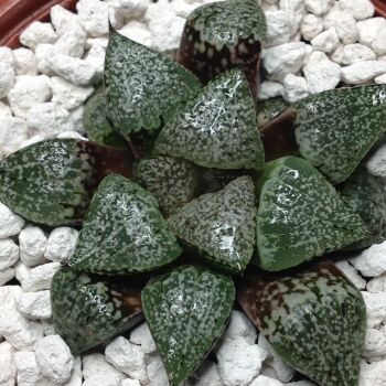 Selected Haworthia picta 22.08 B - 10.5cm