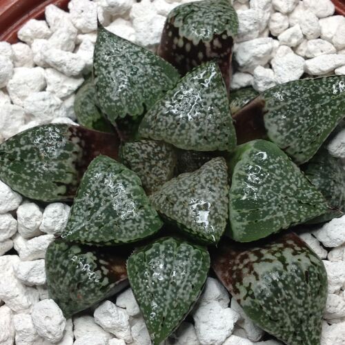 Selected Haworthia picta 22.08 B - 10.5cm