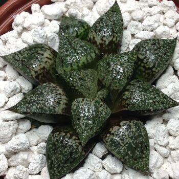 Selected Haworthia picta 22.08 A - 10.5cm