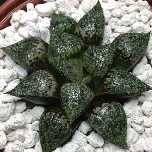 Selected Haworthia picta 22.08 A - 10.5cm