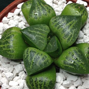 Haworthia retusa 16.05 L - 10.5cm