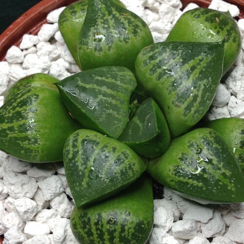 Haworthia retusa 16.05 L - 10.5cm