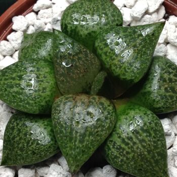 Haworthia picta 09.05 I - 10.5cm