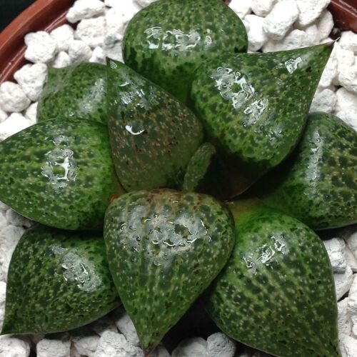 Haworthia picta 09.05 I - 10.5cm