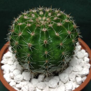 Echinopsis Schick Hybrid cv Coquette No.1
