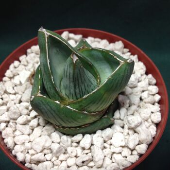 Agave pumila
