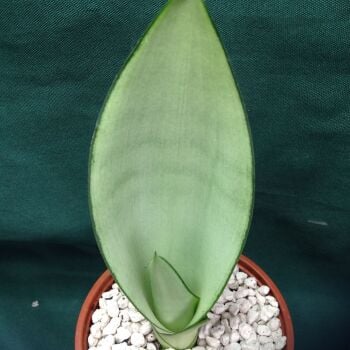 Sansevieria cv Moonshine 10.5cm