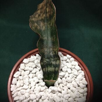 Sansevieria kirkii cv Coppertone 10.5cm