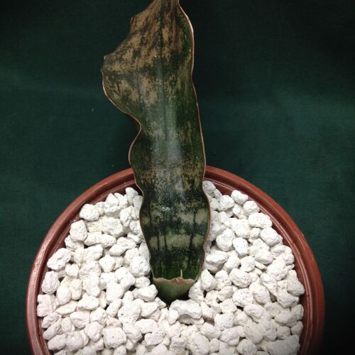 Sansevieria kirkii cv Coppertone 10.5cm