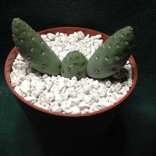 Tephrocactus mandaragora 6.5cm