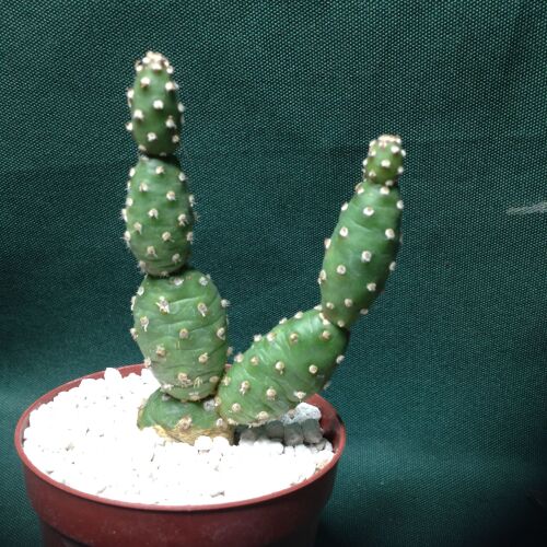 Opuntia fragilis Spineless fm 6.5cm