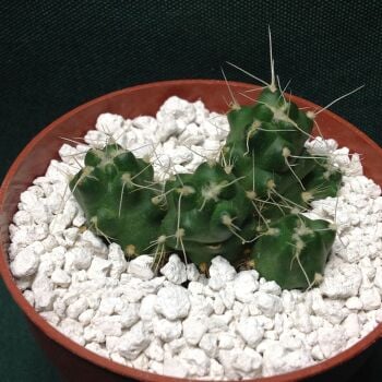 Puna incahuasi 6.5cm