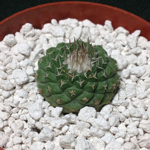 Strombocactus disciformis 6.5cm