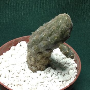 Pterocactus reticulata 6.5cm