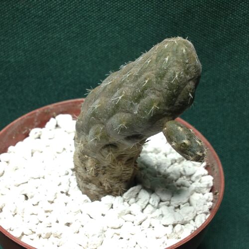 Pterocactus reticulata 6.5cm