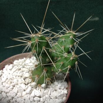 Opuntia fragilis v brachycantha 6.5cm