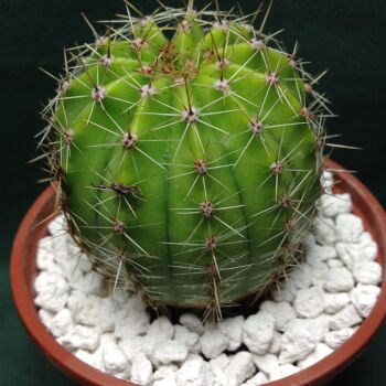 Echinopsis Schick Hybrid cv Lockinvar 9cm