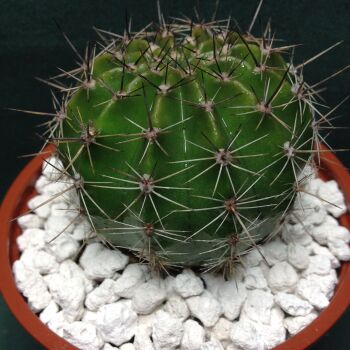 Echinopsis Schick Hybrid cv Spellbound 9cm