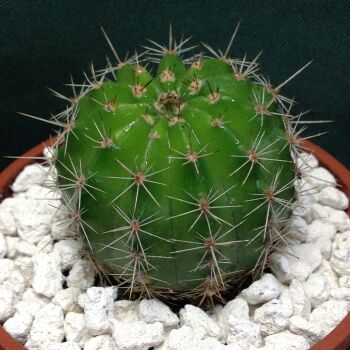 Echinopsis Schick Hybrid cv Maria Piazza 9cm