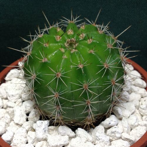 Echinopsis Schick Hybrid cv Maria Piazza 9cm