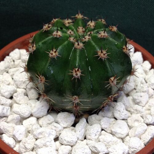 Echinopsis Hybrid Bourne Sun 9cm