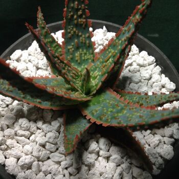 Aloe cv D. Z. 1 Litre