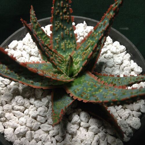 Aloe cv D Z 3 Litre