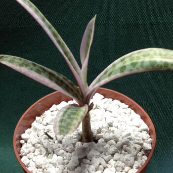 Scilla socialis variegata 6.5cm