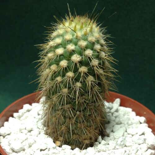 Opuntia pachypus 9cm