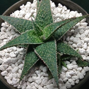 Aloe cv Sterling Star 1 Litre