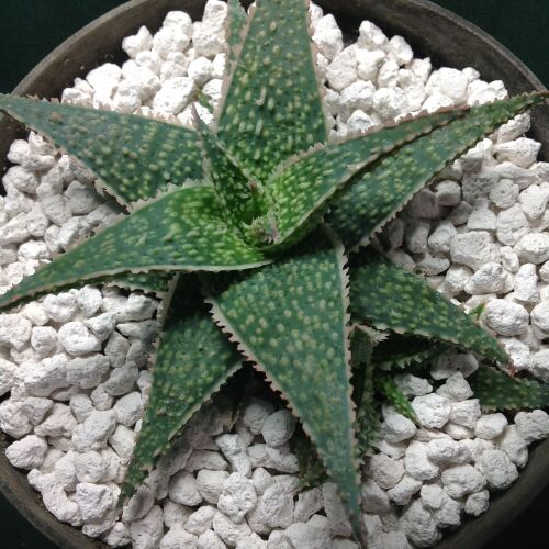 Aloe cv Sterling Star 1 Litre