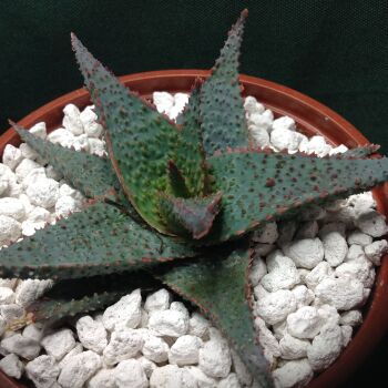 Aloe cv Lavender Star 1 Litre