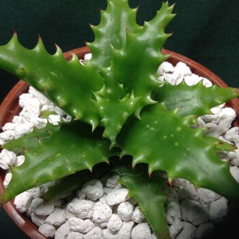 Aloe congolensis 1 Litre