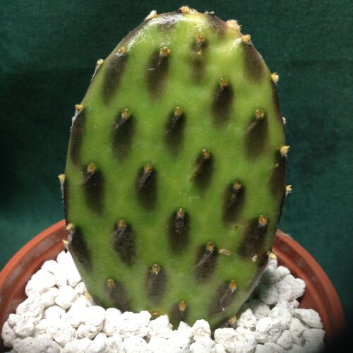 Opuntia procumbens 10.5cm