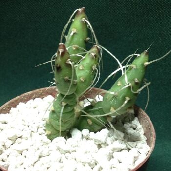 Maihueniopsis glomerata  longispina  9cm