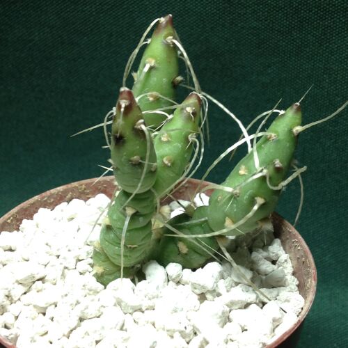 Maihueniopsis glomerata longispina 9cm