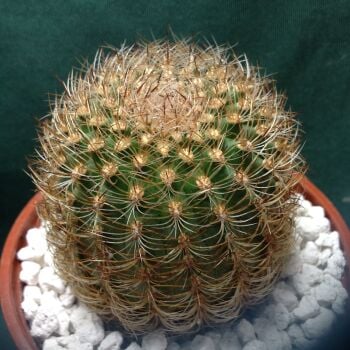 Matucana lutea 10.5 cm