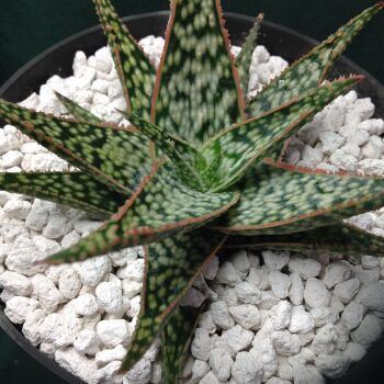 Aloe  cv Snow Babe 1 Litre
