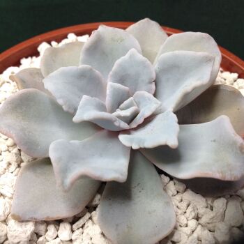 Echeveria cv Crispate Beauty 10.5cm