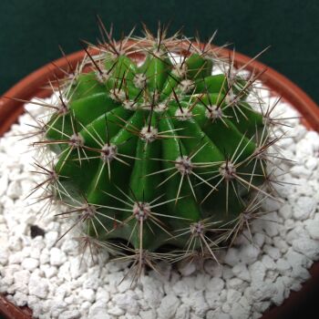 Echinopsis Schick Hybrid cv Ishtar 10.5cm