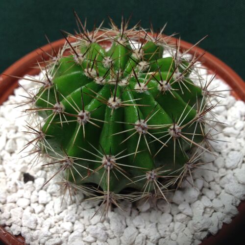 Echinopsis Schick Hybrid cv Ishtar 10.5cm