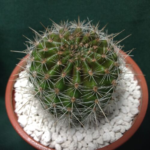 Echinopsis Schick Hybrid cv Spectre 9cm