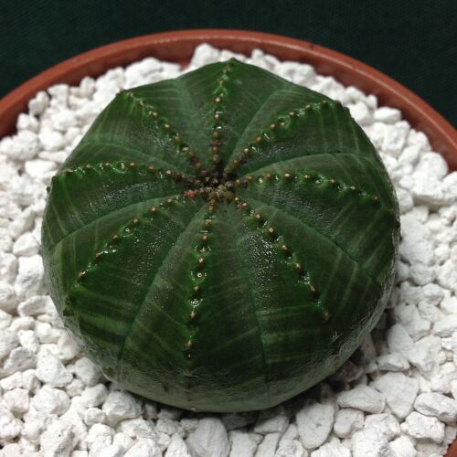 Euphorbia obesa 9cm