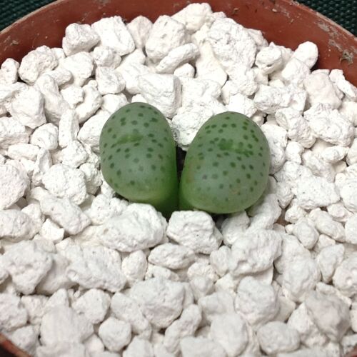 Conophytum pellucidum v neohallii 01.10.24 F