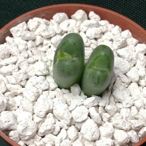 Conophytum marginatum