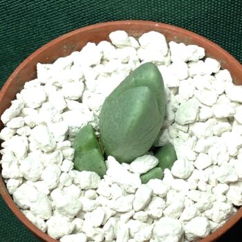 Conophytum violaciflorum CR1039