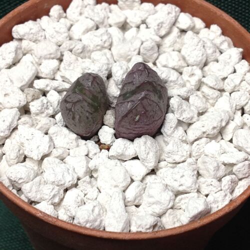 Conophytum marnerinum