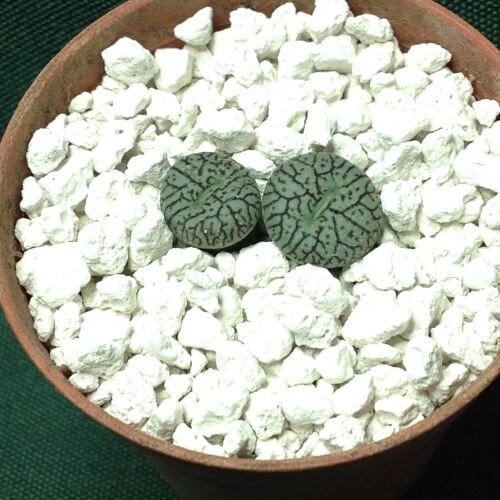 Conophytum miminum wittebergense