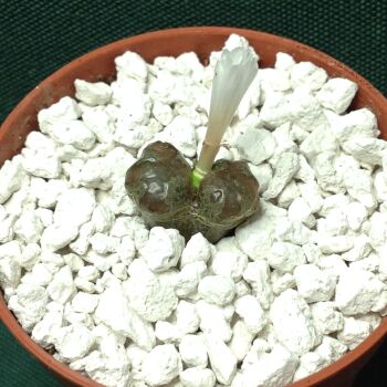 Conophytum pellucidum v terricolor RY2034