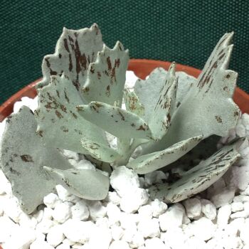 Kalanchoe rhombopilosa